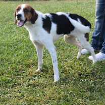 Thumbnail photo of Pretzel #4