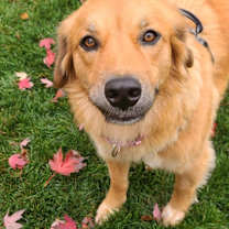 Thumbnail photo of Dixie - I'll Be Home for Christmas Promo #4