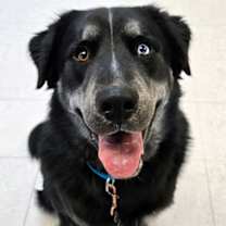 Thumbnail photo of Rocky (bonded with Hazel) #1