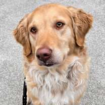 Thumbnail photo of Hazel (bonded w/ Rocky) #1