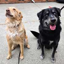 Thumbnail photo of Rocky (bonded with Hazel) #3