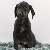 Thumbnail photo of Liam #1