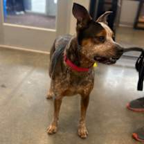 Thumbnail photo of Ollie #2