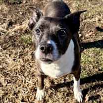 Thumbnail photo of PINKA #2