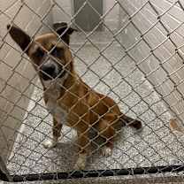 Thumbnail photo of Squirrel 25-D0561 #2