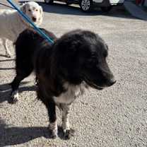 Thumbnail photo of Stray - N Citrus Springs Blvd #2