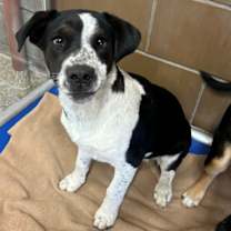 Thumbnail photo of FRECKLES #2