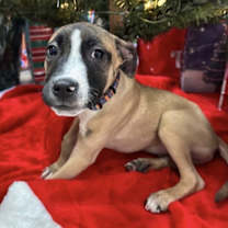 Thumbnail photo of Murphy #1