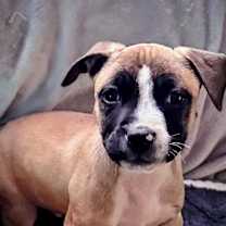 Thumbnail photo of Murphy #3