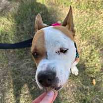 Thumbnail photo of Nala #3