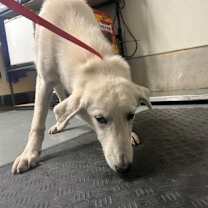 Thumbnail photo of Kai #1