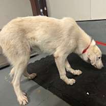 Thumbnail photo of Kai #3