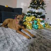 Thumbnail photo of Puffin #1