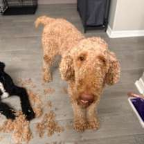 Thumbnail photo of Penny #1