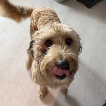 Thumbnail photo of Zues #1