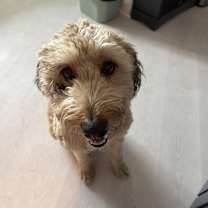 Thumbnail photo of Zues #2