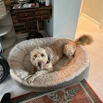 Thumbnail photo of Zues #4