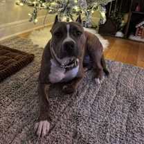 Thumbnail photo of Champagne #3