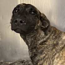 Thumbnail photo of Tabitha #4