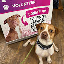 Thumbnail photo of Dullie #2