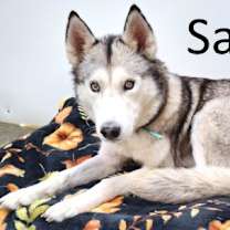 Thumbnail photo of Sasha #2