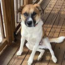 Thumbnail photo of cosmo #3