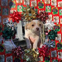 Fire Cracker, a Cracker Pup