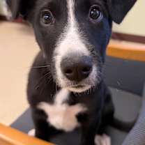 Thumbnail photo of Chase #1