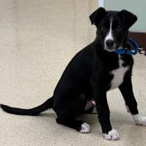 Thumbnail photo of Chase #2