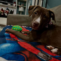 Thumbnail photo of Cocoa #1