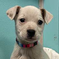 Thumbnail photo of Lil Bud #1