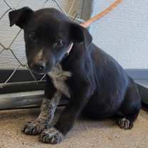 Thumbnail photo of 101724 #2