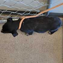 Thumbnail photo of 101724 #3