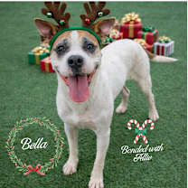 Thumbnail photo of Bella #1