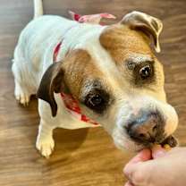 Thumbnail photo of Bella #3