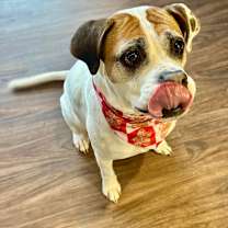 Thumbnail photo of Bella #4