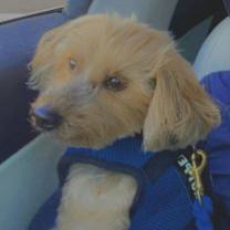 Thumbnail photo of Colby #2