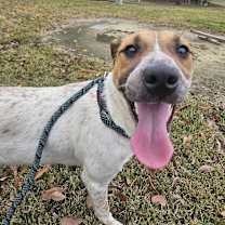 Thumbnail photo of Suzie #2