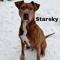 Thumbnail photo of Starsky 251063 #1