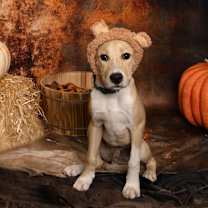 Thumbnail photo of Apollo #2