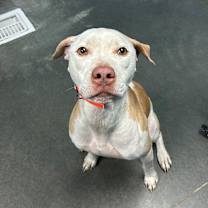 Thumbnail photo of Whiskey #2