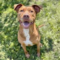 Thumbnail photo of Starsky 251063 #3