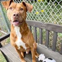 Thumbnail photo of Starsky 251063 #4