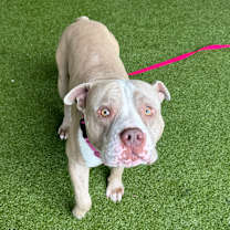 Thumbnail photo of Channing #4