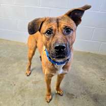 Thumbnail photo of Kringle #4