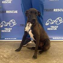 Thumbnail photo of MIPI #4