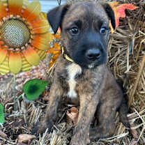 Thumbnail photo of Viv #3