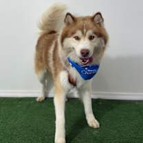 Thumbnail photo of Oso #4