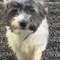 Thumbnail photo of Tattles #1