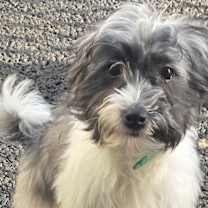 Thumbnail photo of Tattles #2